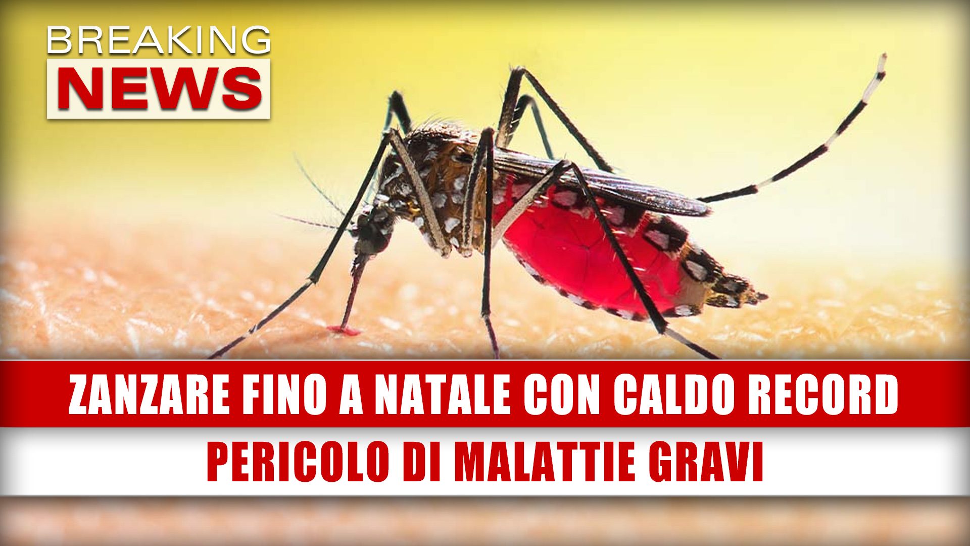 Zanzare Fino A Natale Con Caldo Record Pericolo Di Malattie Gravi